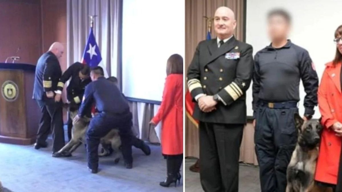 Video: un perro antidrogas se lanzó directo al bolsillo de un vicealmirante en Chile