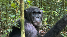 El estudio subraya una similitud significativa en los procesos cognitivos entre chimpancés y humanos. El estudio subraya una similitud significativa en los procesos cognitivos entre chimpancés y humanos.