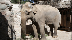 El animal tiene 53 años y será trasladado al santuario brasileño para una mejor calidad de vida. El animal tiene 53 años y será trasladado al santuario brasileño para una mejor calidad de vida.