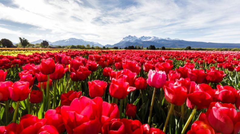 Turismo en Argentina: el campo de tulipanes que pocos conocen y que es una maravilla.