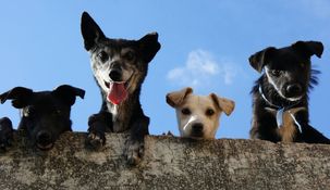 Las Mascotas cumplen un rol fundamental en la vida de los humanos