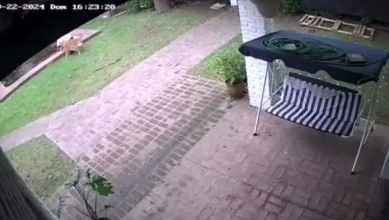 La mascota de Francisco Lago se salvó de morir ahogada por la advertencia de otro perro de la casa.