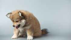 Hay técnicas específicas que ayudan a que el animal asocie la soledad con algo neutro o incluso positivo. Hay técnicas específicas que ayudan a que el animal asocie la soledad con algo neutro o incluso positivo.