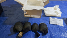 Detuvieron a un hombre por intentar enviar 850 tortugas a Hong Kong. Detuvieron a un hombre por intentar enviar 850 tortugas a Hong Kong.