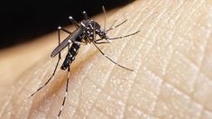 Situación epidemiologica del dengue en Argentina: casos y muertes en aumento. Situación epidemiologica del dengue en Argentina: casos y muertes en aumento.