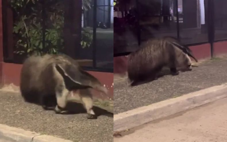 El oso hormiguero sorprendió a los transeúntes.&nbsp;