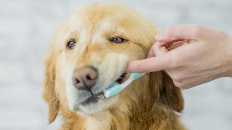 Cómo limpiar los dientes del perro