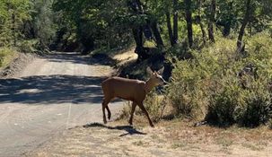 Tras 30 años de ausencia apareció un huemul en Neuquén.
