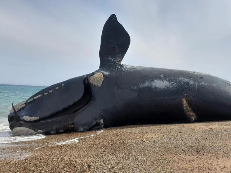 Las muertes de las ballenas estarían relacionadas con una toxina natural.
