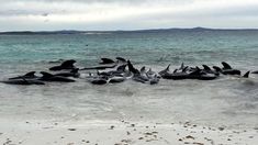 Murieron 97 ballenas piloto que habían quedado varadas en la playa oeste de Australia Murieron 97 ballenas piloto que habían quedado varadas en la playa oeste de Australia