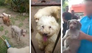 Las mascotas estaban en malas condiciones de higiene y salud.&nbsp;