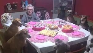 La abuela festejó su cumpleaños sentada junto a sus 10 perros.&nbsp;