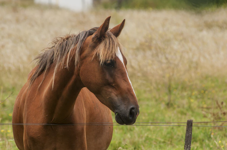 Por primera vez en dos décadas: se detectó un caso humano de Encefalitis Equina del Oeste en Santa Fe