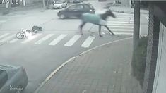 Un caballo embistió a una mujer en moto y quedó internada. Un caballo embistió a una mujer en moto y quedó internada.