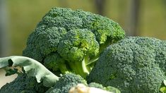 Cómo saber si el brócoli está malo. Cómo saber si el brócoli está malo.