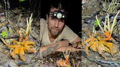 Cordyceps es un género de hongos que ataca principalmente a losinvertebrados, devorando lentamente su cuerpo mientras se apodera de su sistemanervioso. Cordyceps es un género de hongos que ataca principalmente a losinvertebrados, devorando lentamente su cuerpo mientras se apodera de su sistemanervioso.