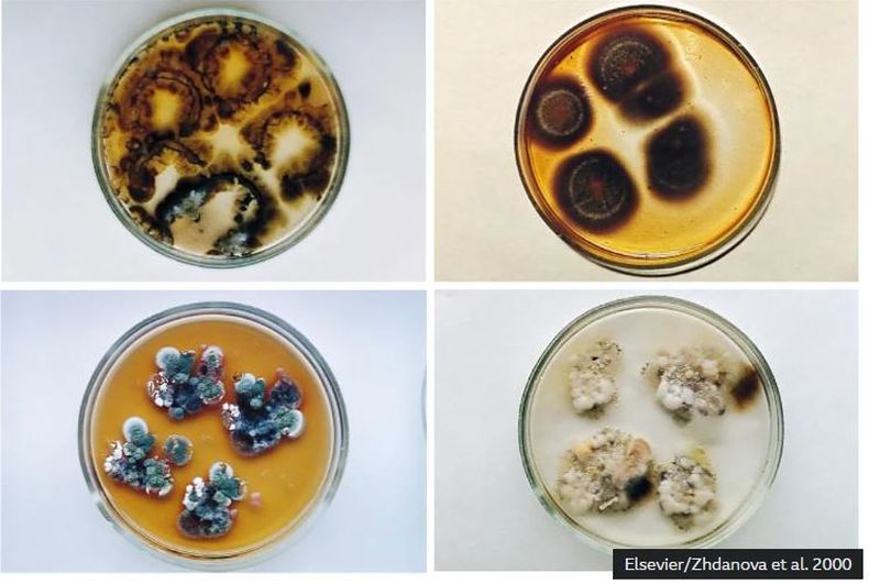 Cultivos hallados en la cuarta unidad de Chernóbil, incluyendo Cladosporium sphaerospermum. La placa superior derecha muestra claramente melanización. BBC