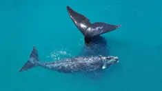 La ballena franca austral habita en una amplia zona en los mares del hemisferio sur.