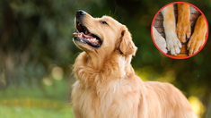 Las Mascotas deben tener las patas limpias al estar en tu casa