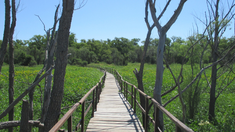 El sendero a Laguna Las Piedras atraviesa un bosque con especies autóctonas como ceibos y alisos de río. El sendero a Laguna Las Piedras atraviesa un bosque con especies autóctonas como ceibos y alisos de río.