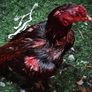 Rescataron a 111 gallos de riña en un boliche de Brandsen.&nbsp;