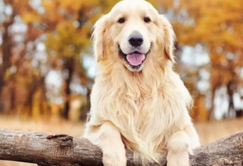 El relato del golden retriever conquistó a miles de usuarios por transmitir tranquilidad, convivencia y una conexión con la madre tierra.