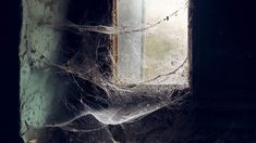 ¿Qué hacer si tenés muchas telarañas en tu casa?.