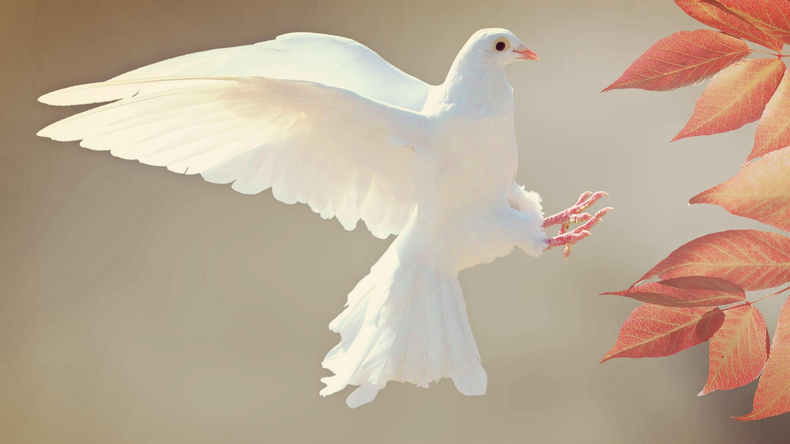 Qué significa ver una paloma blanca