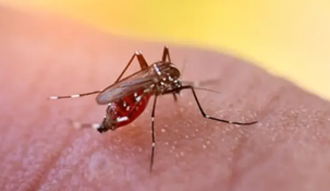 Recomiendan usar arena húmeda en los floreros de los cementerios para prevenir el dengue en Salta.