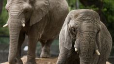 Las elefantas comenzarían su viaje a mediados de mayo. Las elefantas comenzarían su viaje a mediados de mayo.