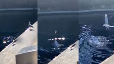 El delfín provocador se quedó sin su comida y el ave también. El delfín provocador se quedó sin su comida y el ave también.