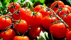 Cómo conservar el tomate por más tiempo.