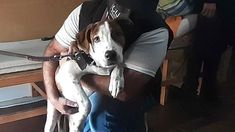 Rescataron a la perra golpeada que se viralizó en Twitter. Rescataron a la perra golpeada que se viralizó en Twitter.