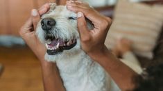 Este gesto va más allá de una simple muestra de afecto; implica una forma de conexión que genera bienestar inmediato y puede aliviar el estrés y la ansiedad en quien lo realiza. Este gesto va más allá de una simple muestra de afecto; implica una forma de conexión que genera bienestar inmediato y puede aliviar el estrés y la ansiedad en quien lo realiza.