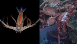 Las imágenes de los animales marítimos de Mar del Plata fueron furor en redes sociales. Las imágenes de los animales marítimos de Mar del Plata fueron furor en redes sociales.