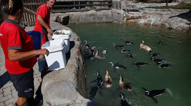 Los pingüinos iban a ser vendidos para pagar deudas.