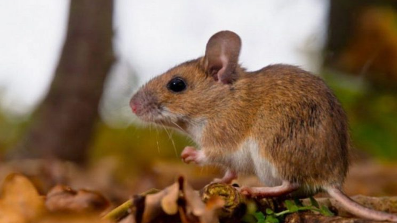 Crece la preocupación por el hantavirus.