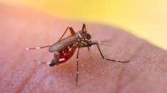 Recomiendan usar arena húmeda en los floreros de los cementerios para prevenir el dengue en Salta. Recomiendan usar arena húmeda en los floreros de los cementerios para prevenir el dengue en Salta.