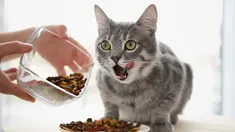 Los gatos y el desafío de modificarle la alimentación. Los gatos y el desafío de modificarle la alimentación.