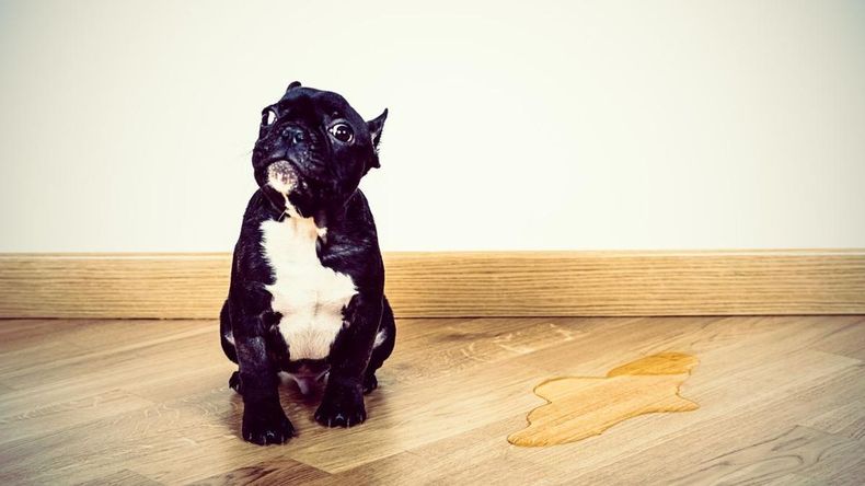 Cómo limpiar el pis de perro