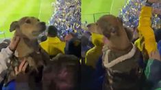 El perro celebrando la victoria de Boca por Copa Libertadores.&nbsp;