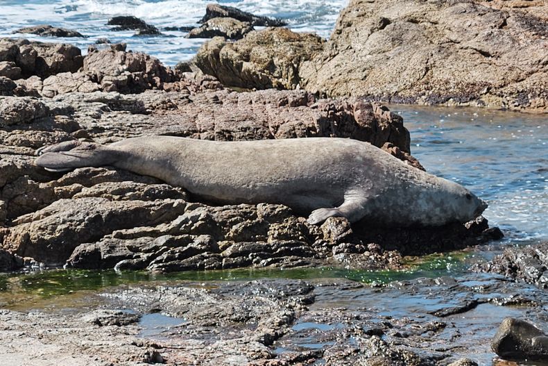 Se conocieron al menos seis nacimientos en lugares de la costa de Buenos Aires, como Mar de Ajó, Villa Gesell, Mar del Plata, Mar Chiquita, Miramar y San Blas.
