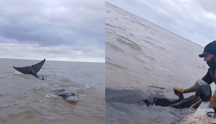 Según los especialistas la ballena se encuentra con vida.&nbsp;