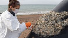 Los investigadores confirmaron la presencia de algas nocivas en los 30 cetáceos de Península Valdés. Los investigadores confirmaron la presencia de algas nocivas en los 30 cetáceos de Península Valdés.