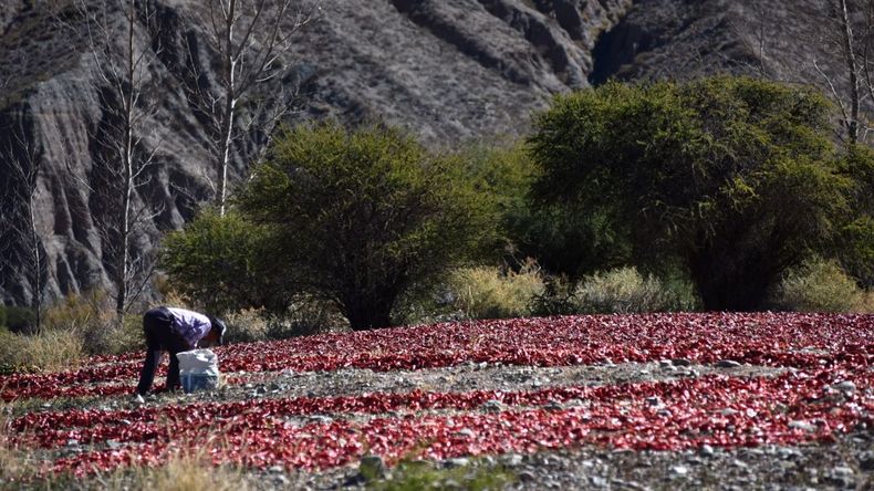 En Argentina, este pueblo salteño combina turismo de naturaleza, historia local y producción regional en un entorno característico del norte.