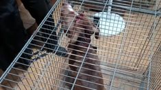 El pitbull quedó al resguardo de familiares bajo custodia de la Brigada de Rescate Animal. El pitbull quedó al resguardo de familiares bajo custodia de la Brigada de Rescate Animal.