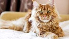 Esta raza de gatos puede pesar hasta 8 kilos. Esta raza de gatos puede pesar hasta 8 kilos.
