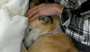 París fue adoptada luego de su salida de Gran Hermano. París fue adoptada luego de su salida de Gran Hermano.