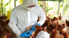 Qué es y cuáles son los síntomas de la gripe aviar: mató a la mitad de los que se contagiaron. Qué es y cuáles son los síntomas de la gripe aviar: mató a la mitad de los que se contagiaron.