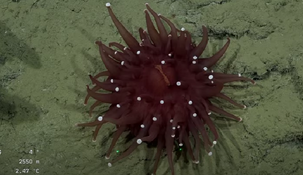 Las imágenes de la fauna submarina de Mar del Plata se hicieron virales en redes sociales.